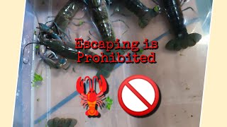 Effective DIY to stop the escape artist in our Crayfish moresfarmschannel3340 [upl. by Itnaihc]