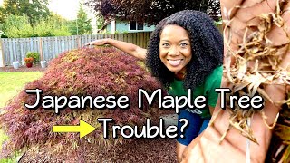 Dry Japanese Maple Tree Care  Maintenance [upl. by Tsenre982]