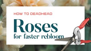 ✂️ HOW TO DEADHEAD ROSES for FASTER REBLOOM amp NATURAL ATTRACTIVE SHAPE Perle dOr Dwarf Polyantha [upl. by Irol]