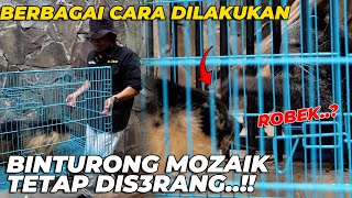 BERBAGAI CARA DILAKUKAN BINTURONG MOZAIK TETAP KENA IMBASNYA [upl. by Raf]