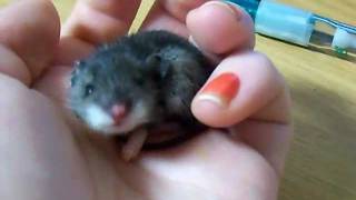 baby mouse yawn [upl. by Mylo]