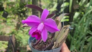 laelia  cattleya pumila [upl. by Hutchinson]