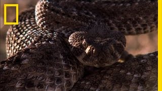 Rattlesnake vs Rat  National Geographic [upl. by Drooff]