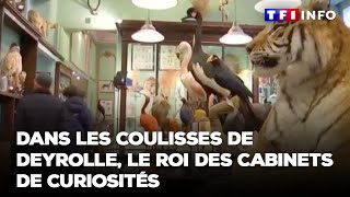 Dans les coulisses de Deyrolle le roi des cabinets de curiosités [upl. by Daune]