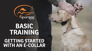 Basic Training  Getting Started with an ECollar [upl. by Aniaj]