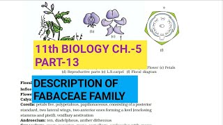 Class 11 BiologyCh5 Part13Description of Fabaceae familyStudy with Farru [upl. by Ades260]