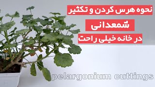 نحوه صحیح هرس و تکثیرشمعدانی در خانه  pelargonium cuttings [upl. by Ylelhsa]