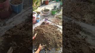 Ye kya ho gya mere taris garden ko gardening flowers gardeningvideos 🌿🌱🌸🌿🌸 [upl. by Alethia]