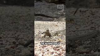 1 Iguana VS tons of Snakes You wont believe the luck of this onesnake iguana race [upl. by Chapin]