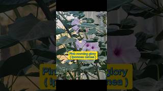 How to grow pink morning glory Ipomoea carnea from cutting garden youtubeshorts viralvideo [upl. by Ordnaxela]