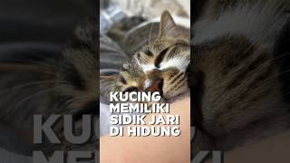 sidik jari unik pada kucing kucinglucu kucingviral faktaunik informasi [upl. by Nalo704]