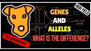 Genes and Alleles What is the difference [upl. by Niamart]