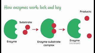 Enzymes [upl. by Namzed]