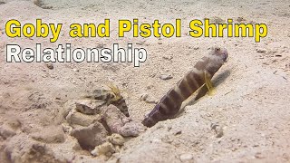 Goby and Pistol Shrimp Sand [upl. by Azyl]