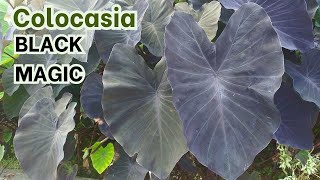 Colocasia Black Magic [upl. by Munsey]