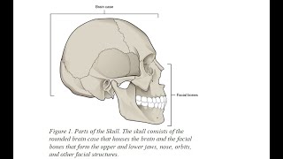 skull division bones sutures hindi [upl. by Bird]