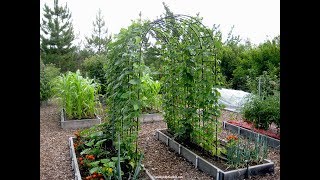 How to Grow Beans Everyone Can Grow a Garden 2019 12 [upl. by Haya]