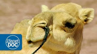 Camels and Dromedaries  Nomads of the Sahara [upl. by Garlanda561]