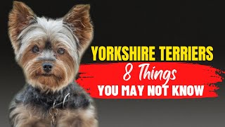 Yorkshire Terriers Is This the Right Dog Breed for You 8 Factors to Consider [upl. by Swamy]