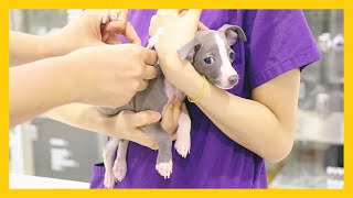 First dog 101 Going to the Vet for the First Time  Italian Greyhound Puppy Adoption [upl. by Castora]