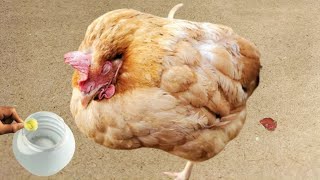 Prevention Control and Treatment for Coccidiosis in Chickens  Dr ARSHAD [upl. by Aicissej45]