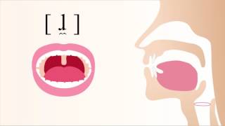 ɺ̼  voiced apical labial lateral tap [upl. by Laurin]