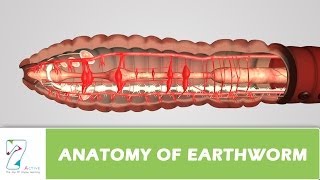 Anatomy Of Earthworm [upl. by Fanchon]