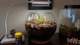 Feeding my new Drosera Capensis Sundew liquid bloodworms [upl. by Benn]