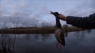 chasse aux canards bécasses pigeons plus grosse surprise [upl. by Fugere]