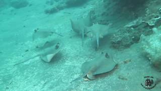 Blue Spotted Stingray Party [upl. by Aicilanna413]