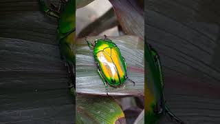 Coleoptera cetoniidae insects beetle coleoptera jewelbug nature beautiful [upl. by Iny]