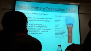 AampP BI231 Ossification Endochondral [upl. by Barncard]