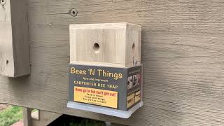 PSA Even our bees like woodworking Bees ‘N Things Carpenter Bee Trap [upl. by Yrrehs679]