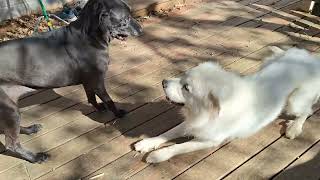 Great Pyrenees VS Cane Corso [upl. by Lewin]