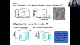 Defective AP3 Trafficking in the pearl Mouse Results in Reduced Cathepsin B Activity in the Pancreas [upl. by Selden]