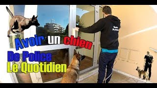 AVOIR UN CHIEN De TRAVAIL LE QUOTIDIEN 3 [upl. by Glanti]