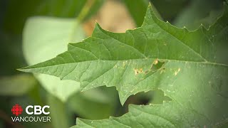 Dangerous invasive plant growing in BC [upl. by Bilski]