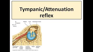 Tympanic reflex [upl. by Tanhya]