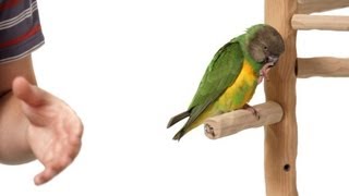 How to Stop Bird from Pooping on You  Parrot Training [upl. by Krilov]