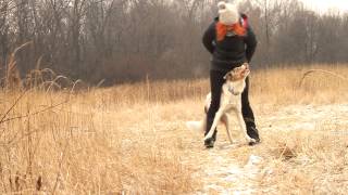 Border Collie Sorin  10 months Tricks frisbee amp obedience [upl. by Ecyac]