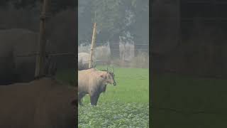 nilgai ka Jhund animals nilgaijumping nilgai wildlife [upl. by Ellinnet]