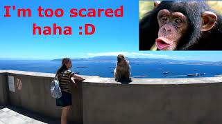 Amazing Monkeys in Gibraltar [upl. by Hachmin]