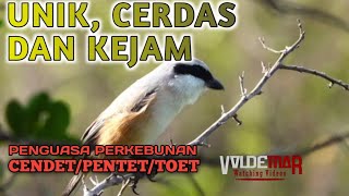 BURUNG PENTET CENDET TOET kicaumania [upl. by Yuji]