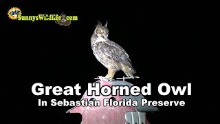 🦉Great Horned Owls hooting with their territorial call  Sunnys Wildlife🦉 [upl. by Daggett625]