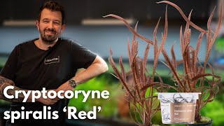 Cryptocoryne spiralis ‘Red’  Liquid Nature Pflanzenvorstellung [upl. by Takken]