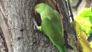 Indian Ringneck parrot digging nest in tree for breeding [upl. by Nennerb333]