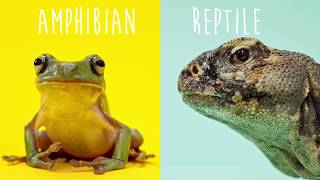 Reptile VS Amphibian [upl. by Assirek]