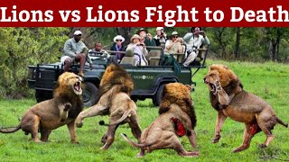 Most dangerous fight between lions for territory youve never seen this beforekruger national park [upl. by Wolfgang]