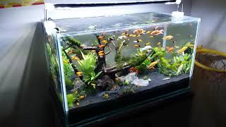 Ikan Hias Aquarium Aquascape [upl. by Nnaaras]