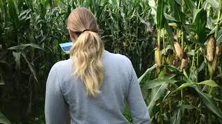 Maisdoolhof Camping TerSpegelt Corn Maze walkthrough [upl. by Nylatsirk851]